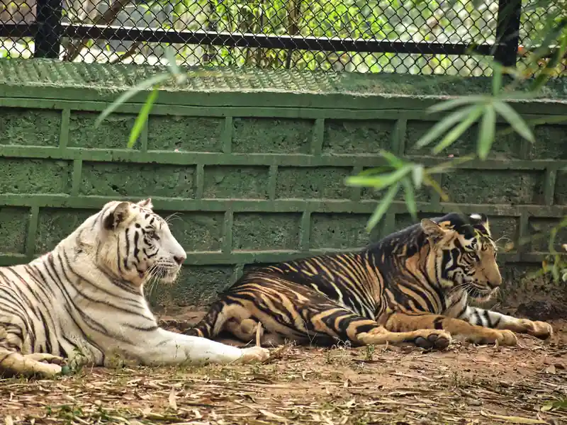 Nandankanan Zoo, Bhubaneswar, Odisha